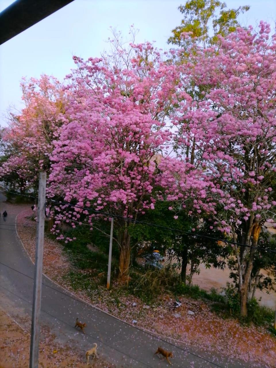 Roberosia - Holiday Home Kandy Exterior photo